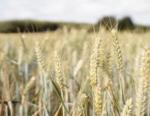 申花重装上阵拥戴将军,骑虎难下木秀于林